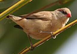 Black-rumped Waxbill