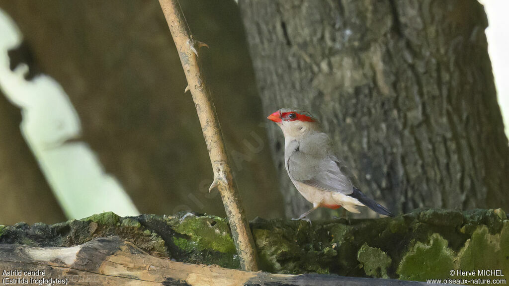 Black-rumped Waxbilladult