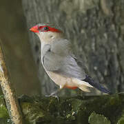 Black-rumped Waxbill