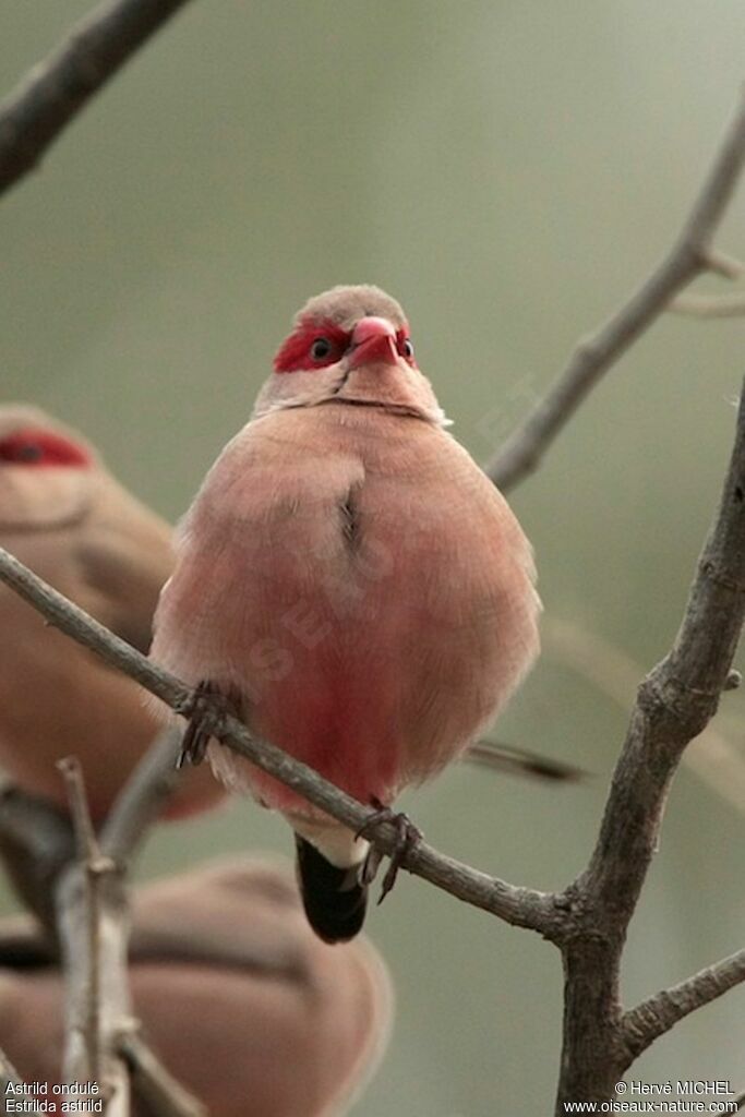 Common Waxbilladult, identification