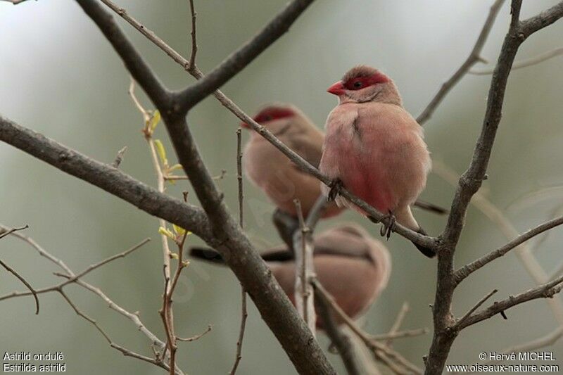 Common Waxbilladult, identification