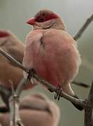 Common Waxbill