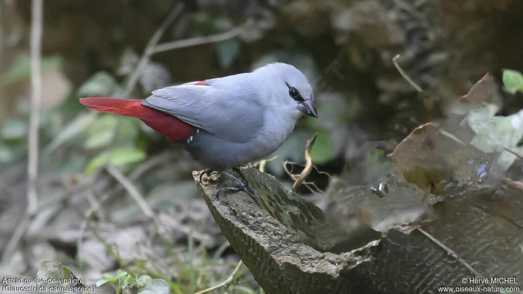 Lavender Waxbill