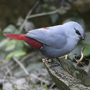 Lavender Waxbill