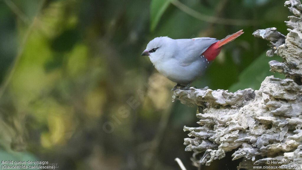 Lavender Waxbill