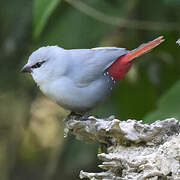 Lavender Waxbill