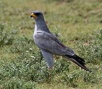 Eastern Chanting Goshawk