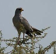 Eastern Chanting Goshawk