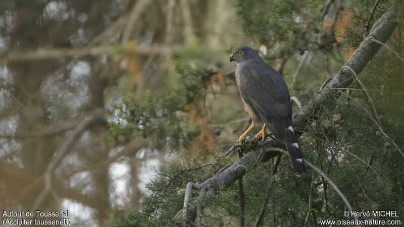 Red-chested Goshawk male adult