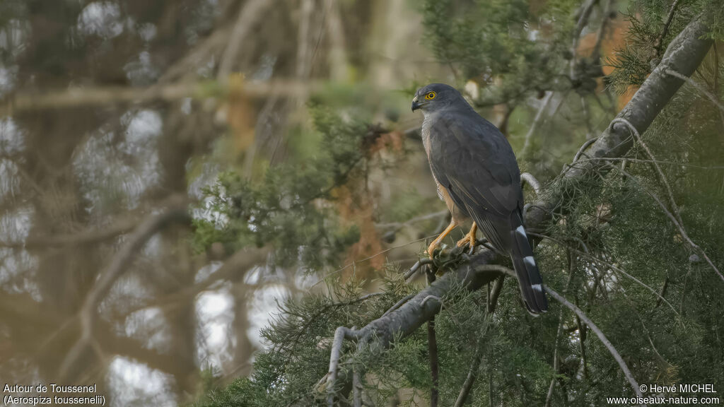 Red-chested Goshawk male adult