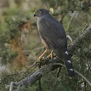 Red-chested Goshawk