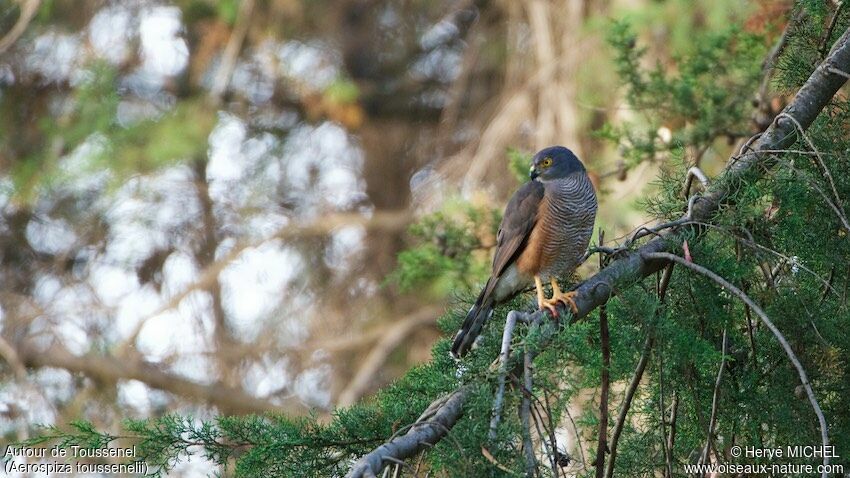 Red-chested Goshawk male adult, identification