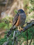 Red-chested Goshawk