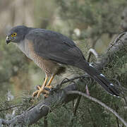 Red-chested Goshawk