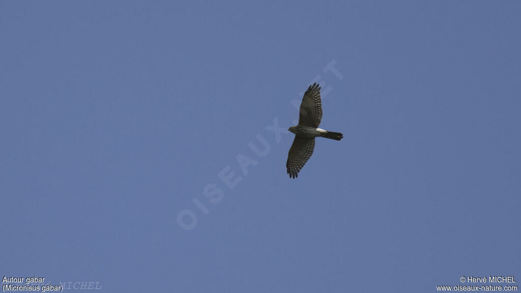 Gabar Goshawkjuvenile