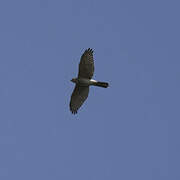 Gabar Goshawk