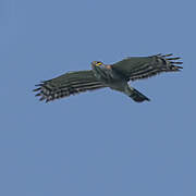 Crested Goshawk