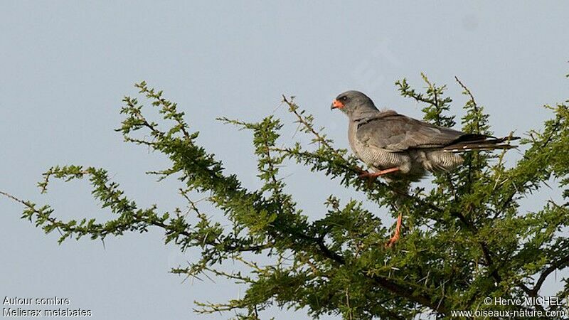 Dark Chanting Goshawkadult