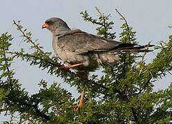 Dark Chanting Goshawk