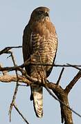 Dark Chanting Goshawk