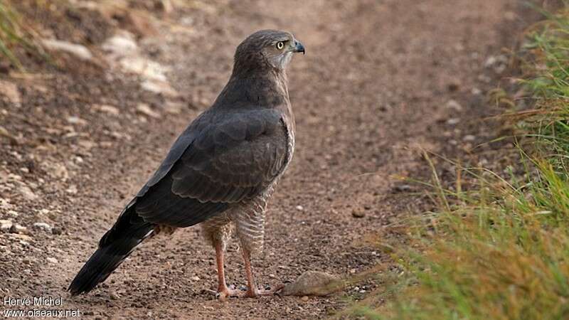 Dark Chanting Goshawkimmature