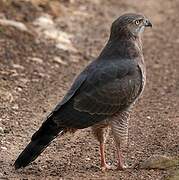 Dark Chanting Goshawk