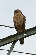 Dark Chanting Goshawk