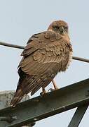 Dark Chanting Goshawk