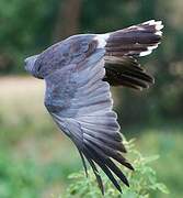 Dark Chanting Goshawk