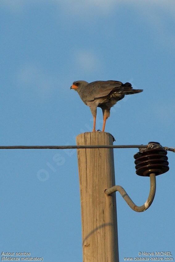 Dark Chanting Goshawkadult