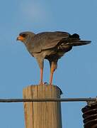 Dark Chanting Goshawk