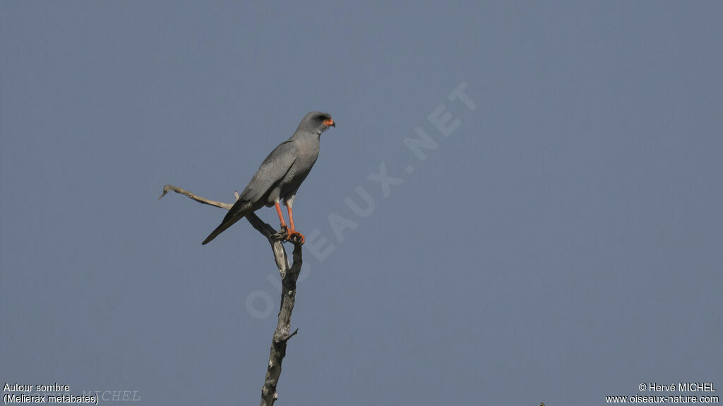 Dark Chanting Goshawk