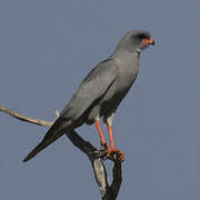 Dark Chanting Goshawk