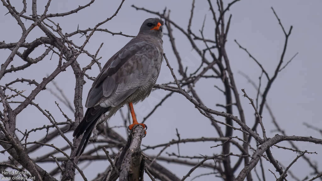 Dark Chanting Goshawkadult, identification