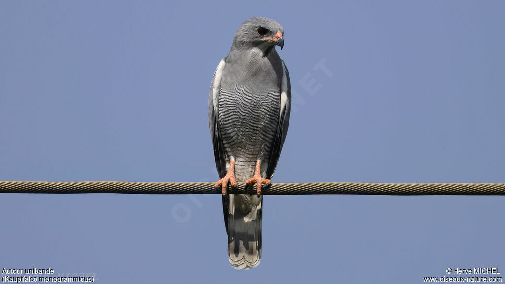 Lizard Buzzard