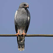 Lizard Buzzard