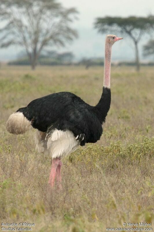 Common Ostrich male adult breeding
