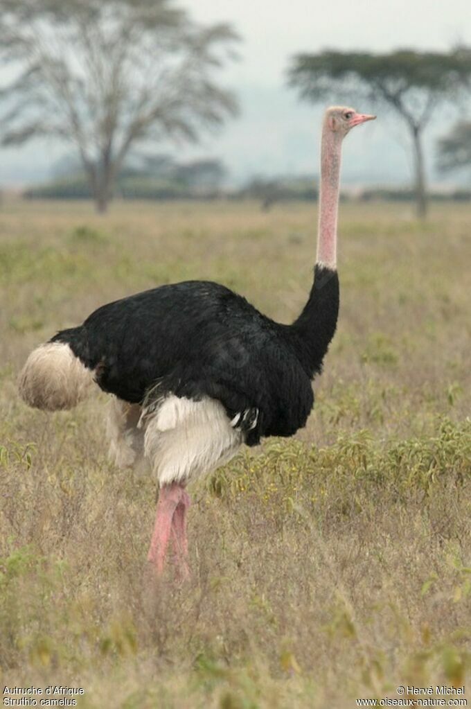 Common Ostrich male adult breeding