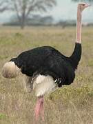 Common Ostrich