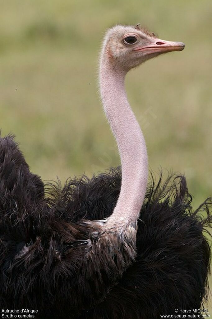 Common Ostrich male adult