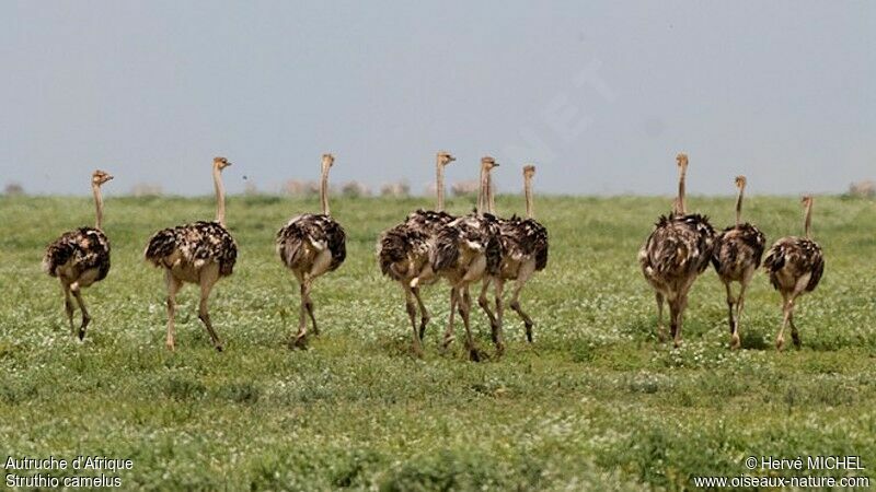 Common Ostrichjuvenile