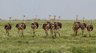 Common Ostrich