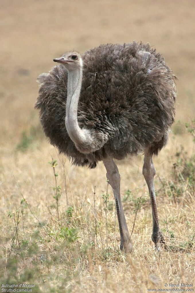 Common Ostrich female adult