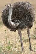 Common Ostrich