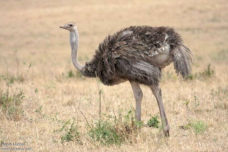 Common Ostrich female adult