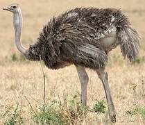 Common Ostrich