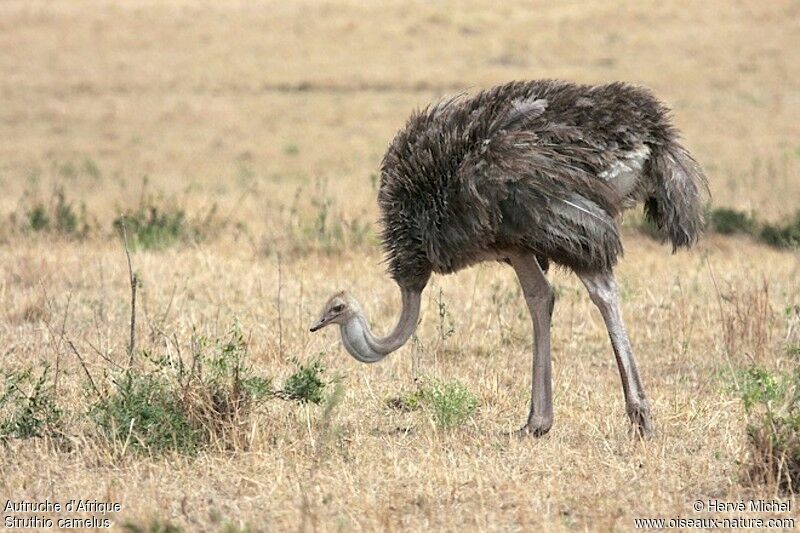 Common Ostrich female adult