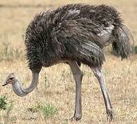 Common Ostrich