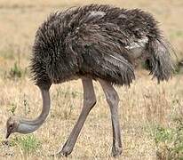 Common Ostrich