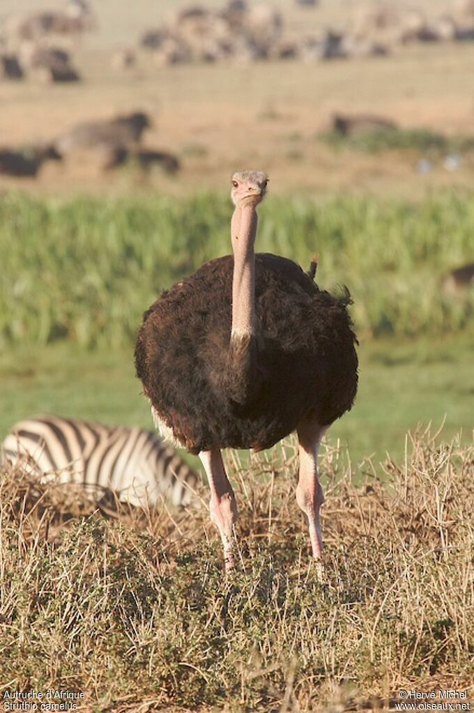 Common Ostrich male